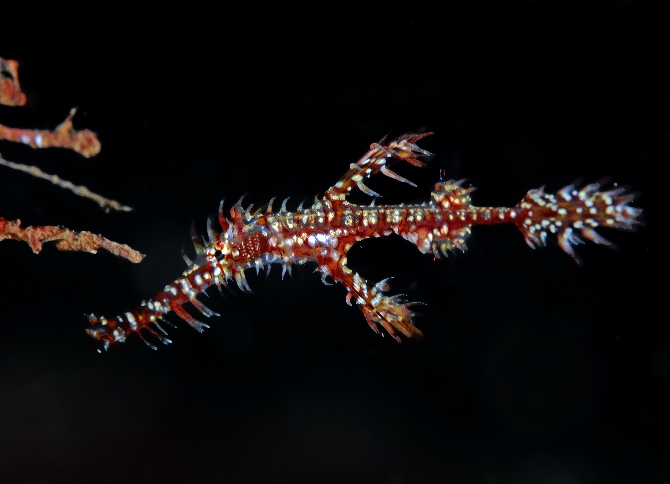 28 Ornate Ghostpipefish.jpg